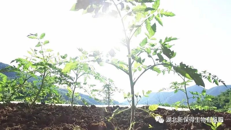 冬季别闲着，你家的地该这么养！用生物有机肥“养胃”