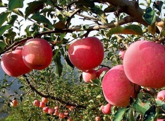 【新保得】农业部长：有机肥搭配化肥，未来施肥的大趋势！